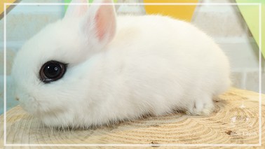 うさぎ　まとめ売り ジャイアントうさぎちゃん♡｜ワンラブ｜ショップニュース｜ピエリ守山